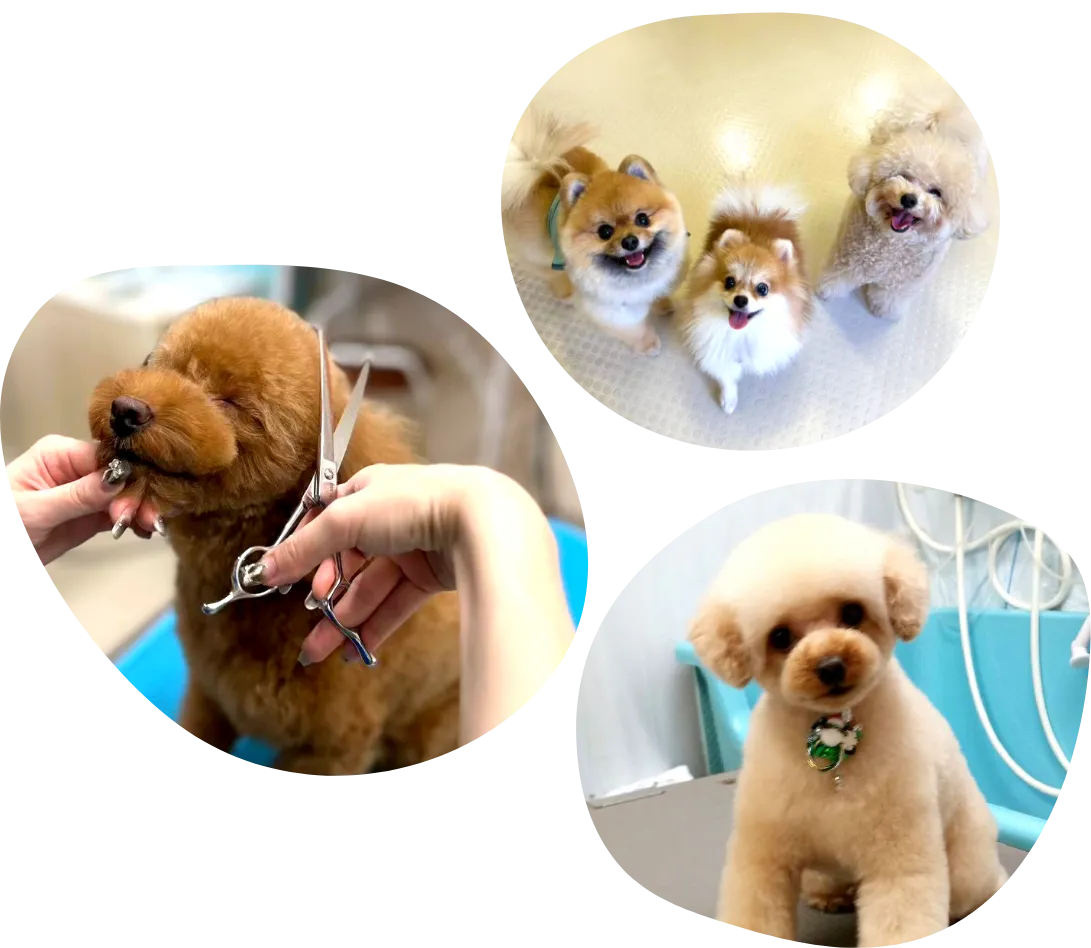 POOCHIE'S